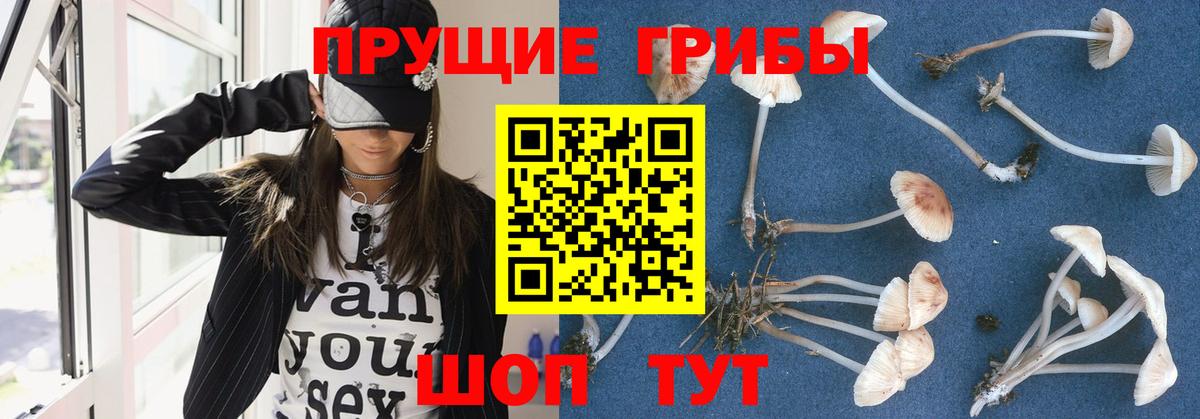 Шебекино  Галлюциногенные грибы Psilocybine cubensis  купить наркотик  Вход с VPN 